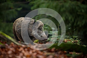 Sus scrofa. The wild nature of the Czech Republic. Free nature.