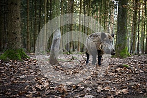 Sus scrofa. The wild nature of the Czech Republic. Free nature. Picture of an animal in nature.