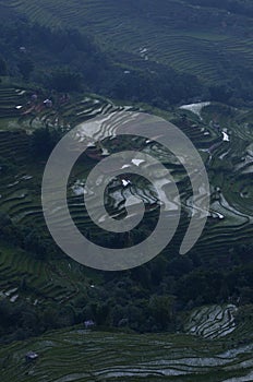 Susnet on rice field terraces