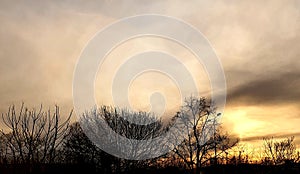 Sunset sky tree