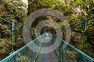 Suspended bridge over the canopy of the trees in Monteverde, Costa Rica