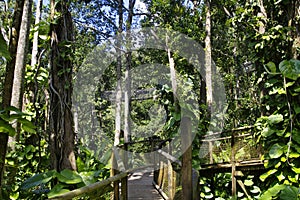 Suspended bridges at top of the trees in Parc Des Mamelles, Guadeloupe Zoo, in the middle of the rainforest on Chemin de la