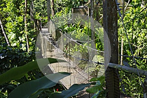 Suspended bridges at top of the trees in Parc Des Mamelles, Guadeloupe Zoo, in the middle of the rainforest on Chemin de la photo