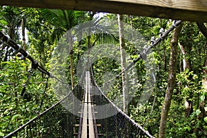 Suspended bridges at top of the trees in Parc Des Mamelles, Guadeloupe Zoo, in the middle of the rainforest on Chemin de la photo