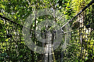 Suspended bridges at top of the trees in Parc Des Mamelles, Guadeloupe Zoo, in the middle of the rainforest on Chemin de la photo