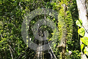 Suspended bridges at top of the trees in Parc Des Mamelles, Guadeloupe Zoo, in the middle of the rainforest on Chemin de la photo