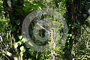 Suspended bridges at top of the trees in Parc Des Mamelles, Guadeloupe Zoo, in the middle of the rainforest on Chemin de la photo