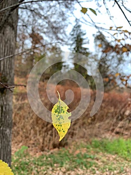 Suspended falling leaf in autumn.