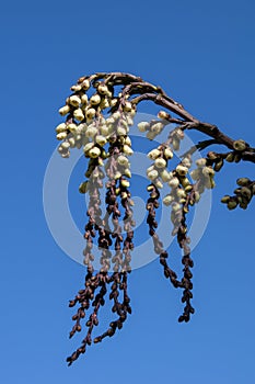 Suspended flower strings of a stachyurus praecox or early spiketail against blue sky