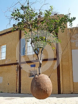 The suspended orange tree. Yaffo, Israel photo