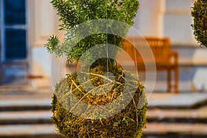 Suspended plants in a ball egg, alternative agricolture, suspended garden ideas