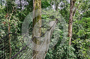 Suspended tree top or canopy walk in rain forest of Nigeria