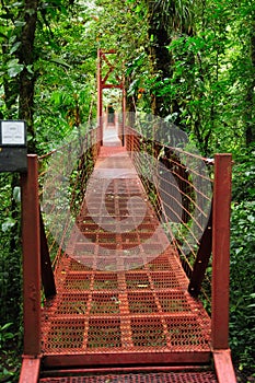 A suspension bridge allows visitors at the Monteverde Cloud Forest Reserve to view the jungle amidst the canopy of trees.
