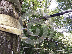 Suspension bridge anchor detail in tropical forest. Close-up of hooks and anchor point on tree trunk of Hanging Footbridge for