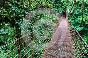 Suspension bridge in the cloud forest of Reserva Biologica Bosque Nuboso Monteverde, Costa Ri photo
