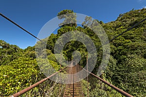 Suspension bridge in the cloudforest, Volcan Baru National Park. photo