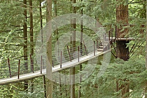 Suspension bridge in a deep forest