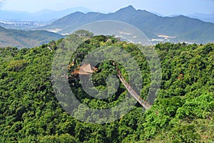 Suspension bridge and forest