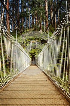 Suspension bridge in forest