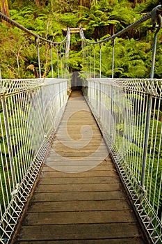 Suspension bridge in forest