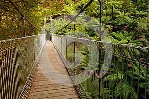 Suspension bridge in forest