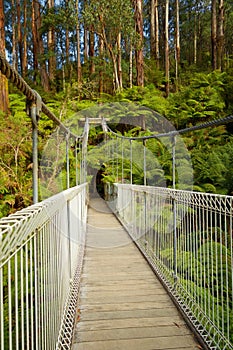 Suspension bridge in forest