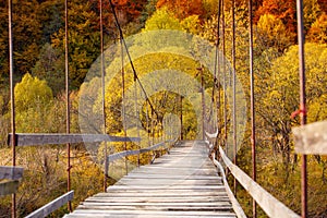 Suspension bridge in the forest