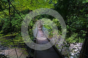 Suspension bridge in the forest landscape