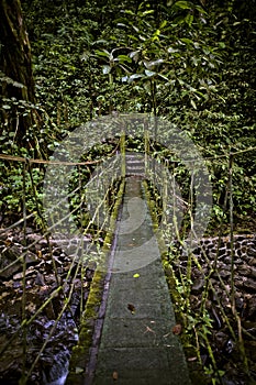 Suspension bridge in jungles of Panama