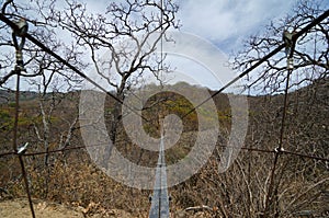 Suspensión puente a través de bahía en bosque 