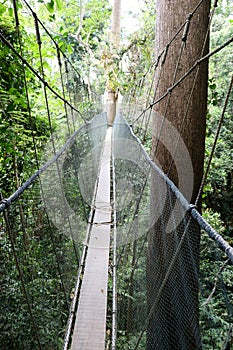 Suspension bridge over the rainforest - Borneo Malaysia Asia