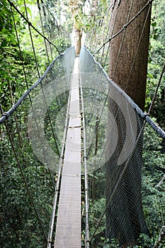 Suspension bridge over the rainforest - Borneo Malaysia Asia