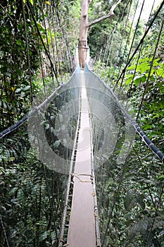 Suspension bridge over the rainforest - Borneo Malaysia Asia