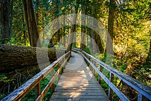 Suspension Bridge to the Grove of the Patriarchs, Mount Rainier National Park, Washington