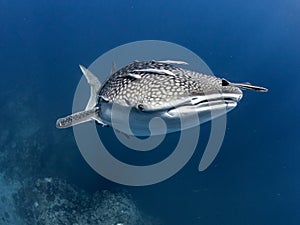 Suspension. Whale Shark. Rhincodon typus