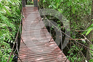 Suspension wood bridge walkway in the forest