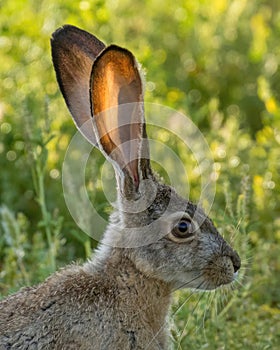 Suspicious Black-tailed Jackrabbit showing its translucent ears.