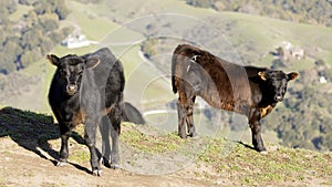 Suspicious Cow and Calf