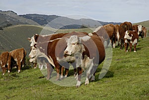 Suspicious Cows