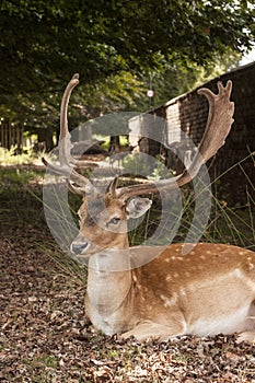 Suspicious Fallow Stag at Dunham Massey, Cheshire photo