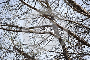 Suspicious Great-Tailed Grackle