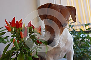 Jack Russell sniffs spicy red chillies photo