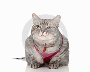 suspicious little whiskas cat with pink harness looking away and laying down