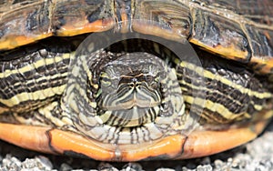 Suspicious Red-eared slider turtle