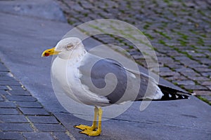 The suspicious seagull photo