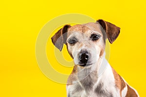 Suspiciously screwed up eyes pet on yellow backgriound. Funny dog is watching you. Bright mood photo