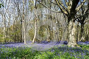 Sussex Bluebells