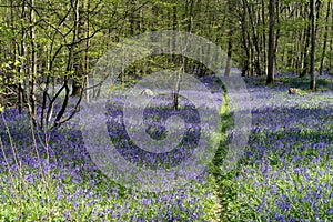 Sussex Bluebells