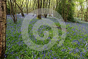 Sussex Bluebells