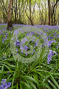 Sussex Bluebells